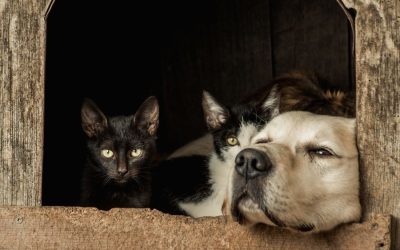 Six Hidden Home Dangers That Could Harm Your Pets
