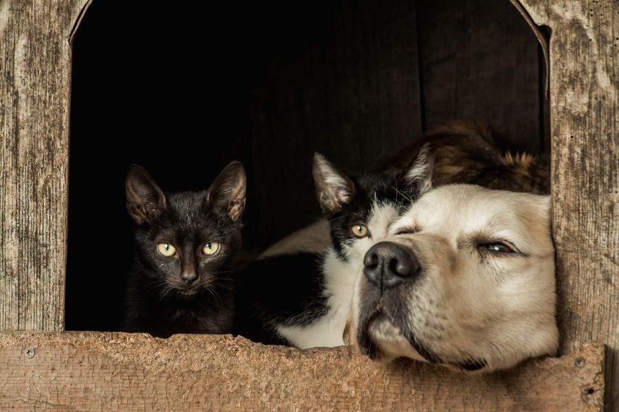 Six Hidden Home Dangers That Could Harm Your Pets