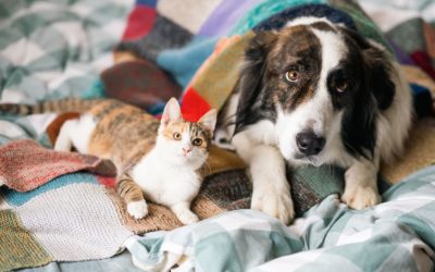 What to do if Your Pet Eats Something They Shouldn’t