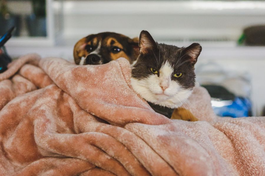 What to do if Your Pet Eats Something They Shouldn't