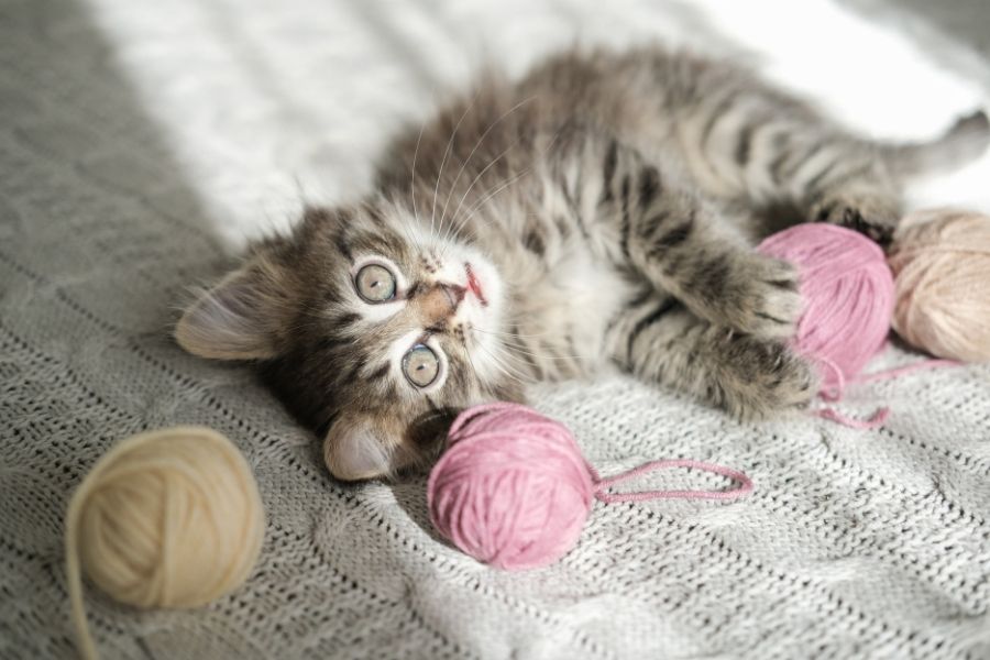 All about Cat Hairballs