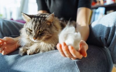 All about Cat Hairballs