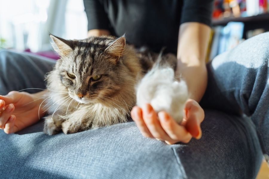 All about Cat Hairballs