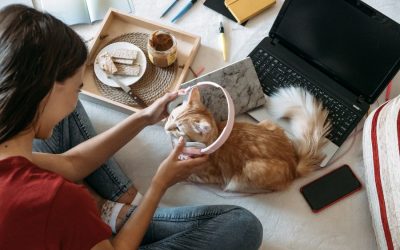 Overstimulation in Pets