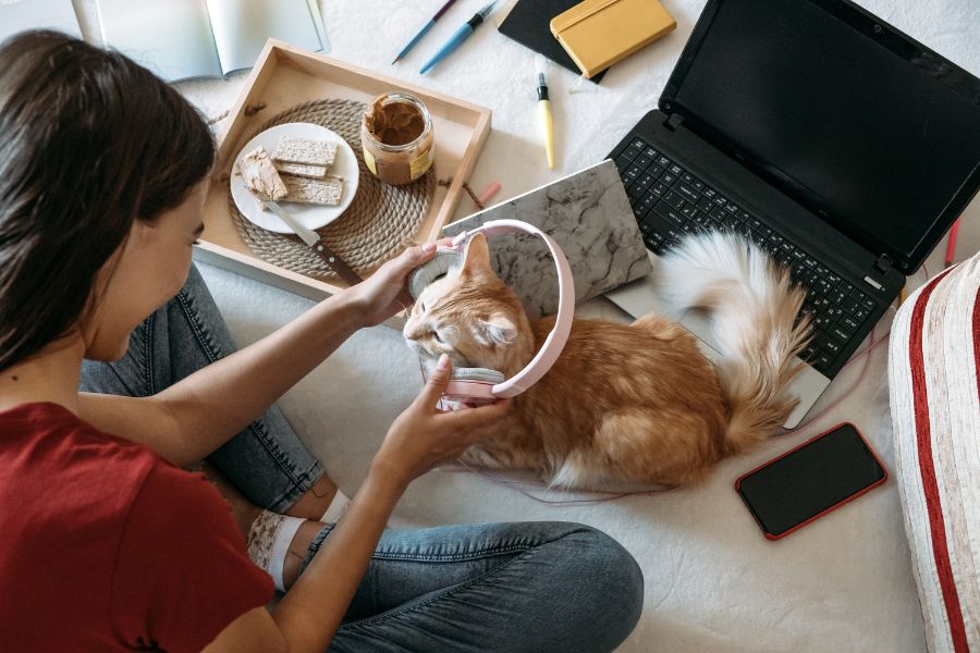 Overstimulation in Pets