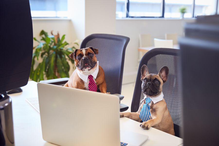 Overstimulation in Pets 