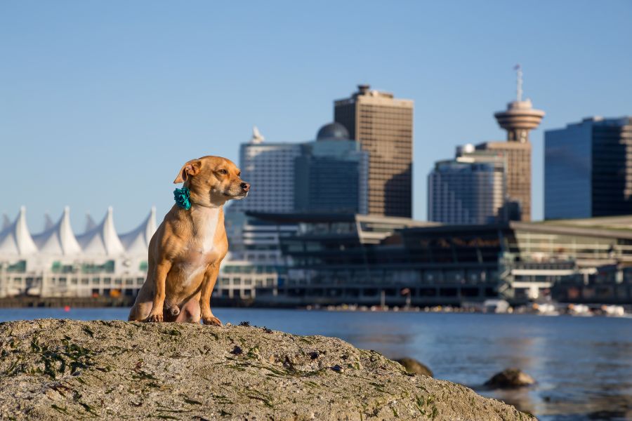 Urban Living Stress in Pets
