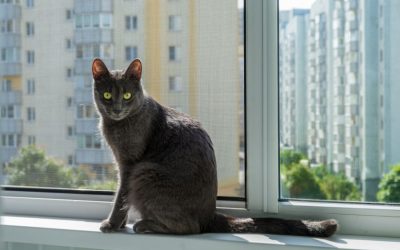 Urban Living Stress in Pets