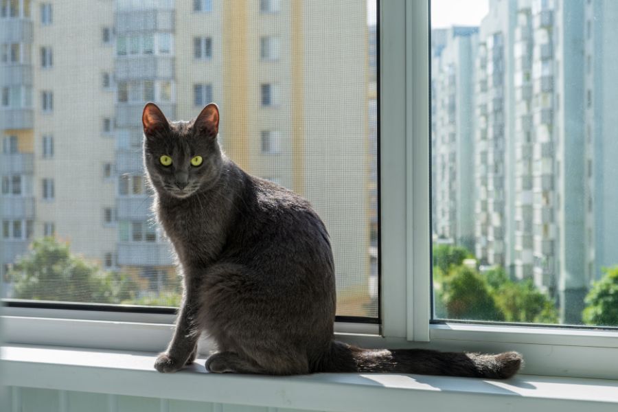 Urban Living Stress in Pets