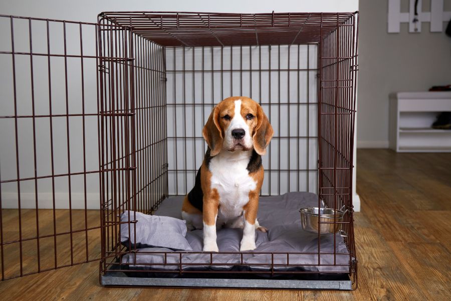 How to Crate Train Your Dog
