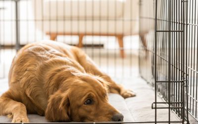 How to Crate Train Your Dog
