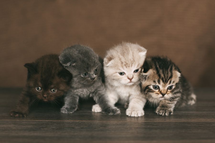 Kitten Care Essentials