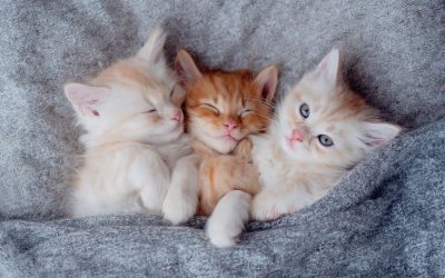 Kitten Care Essentials