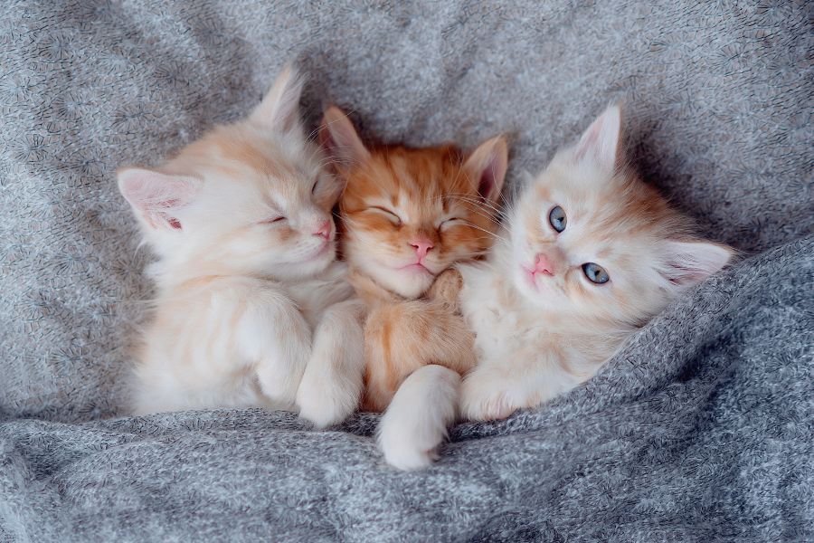 Kitten Care Essentials