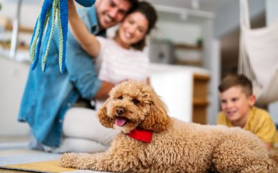 Spring Cleaning with Your Pets