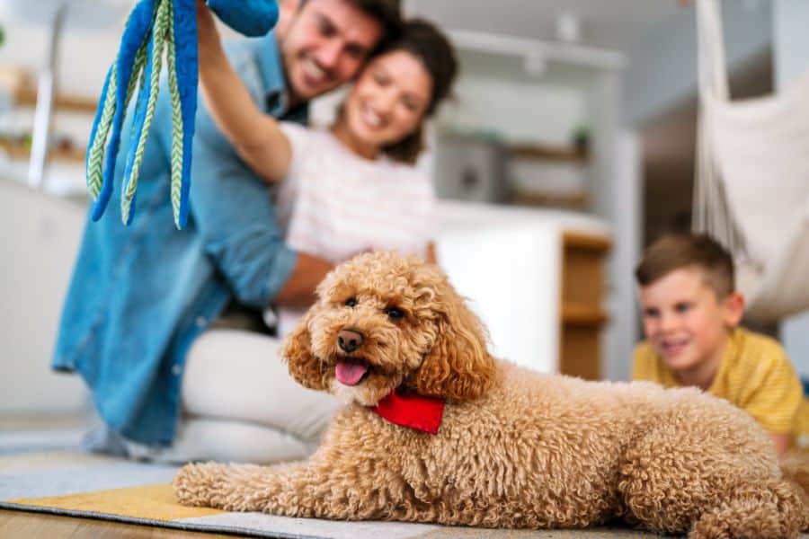 Spring Cleaning with Your Pets