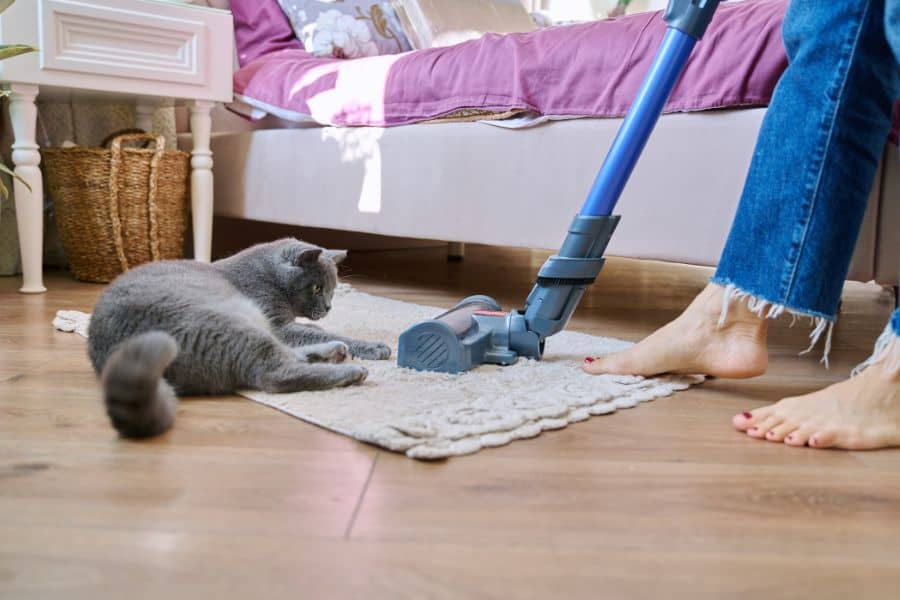 Spring Cleaning with Your Pets