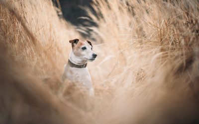 The Dangers of Foxtails and Burrs to Your Dogs