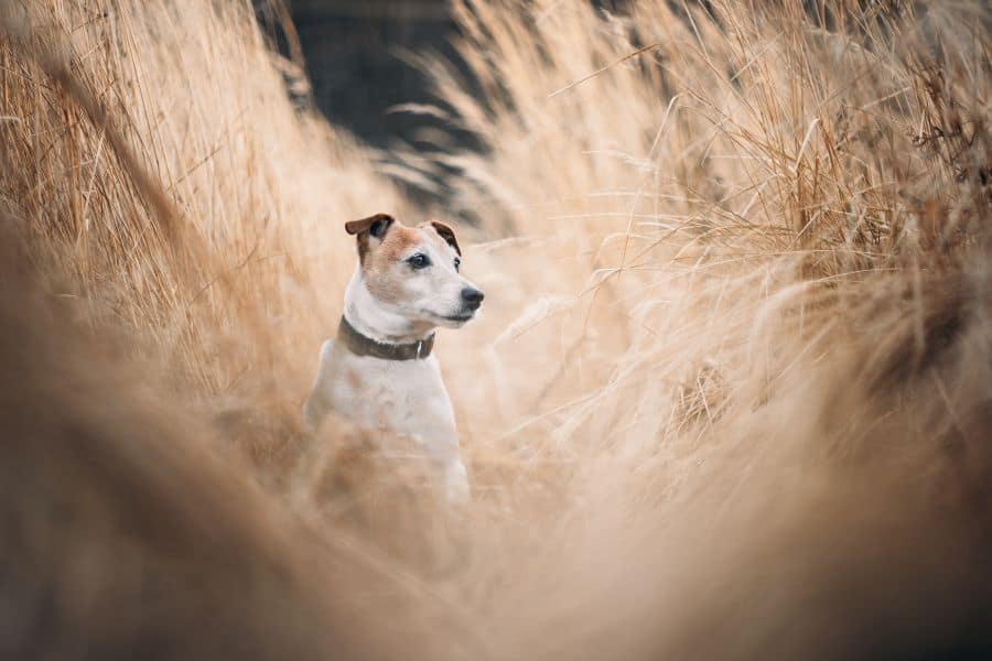 The Dangers of Foxtails and Burrs to Your Dogs