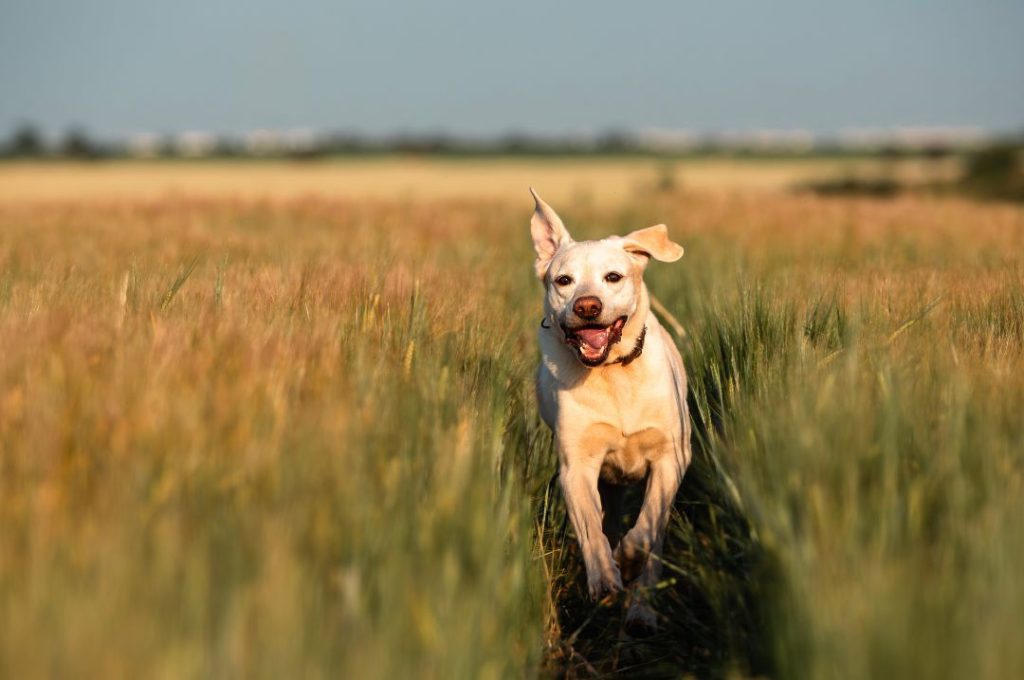 The Dangers of Foxtails and Burrs to Your Dogs