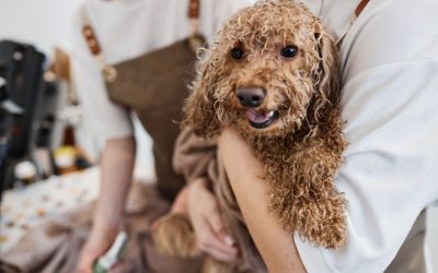 A Simple Guide to Dog Grooming