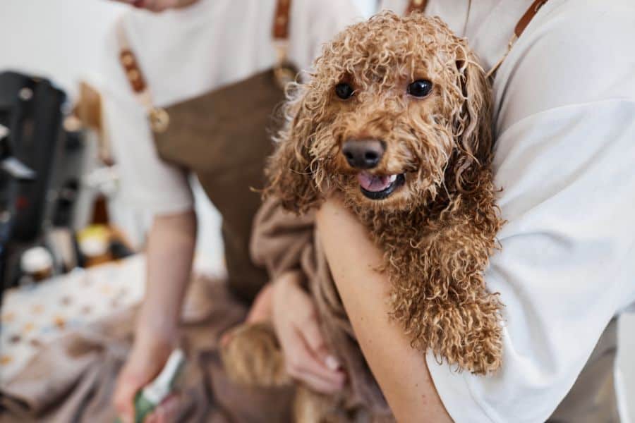 A Simple Guide to Dog Grooming