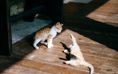 Decoding Weird Cat Behaviors