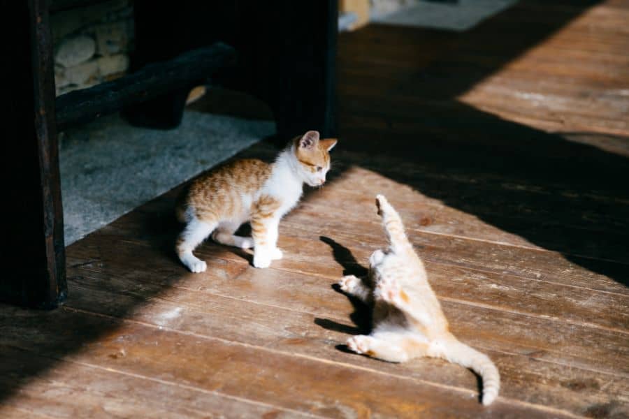 Decoding Weird Cat Behaviors