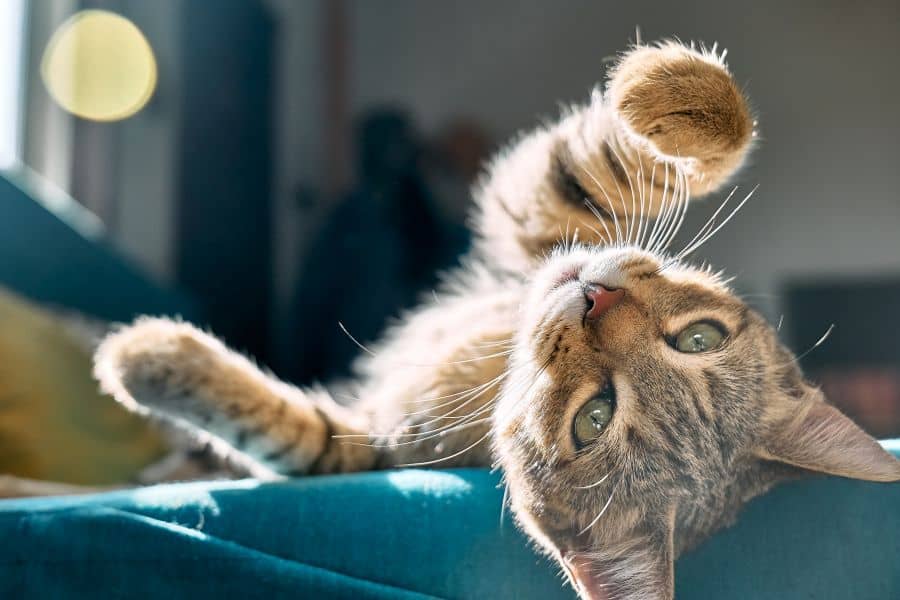 Decoding-Weird-Cat-Behaviors