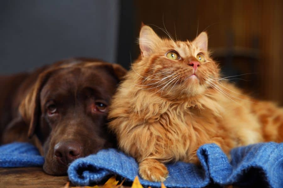 Diabetes in Dogs and Cats