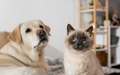Diabetes in Dogs and Cats