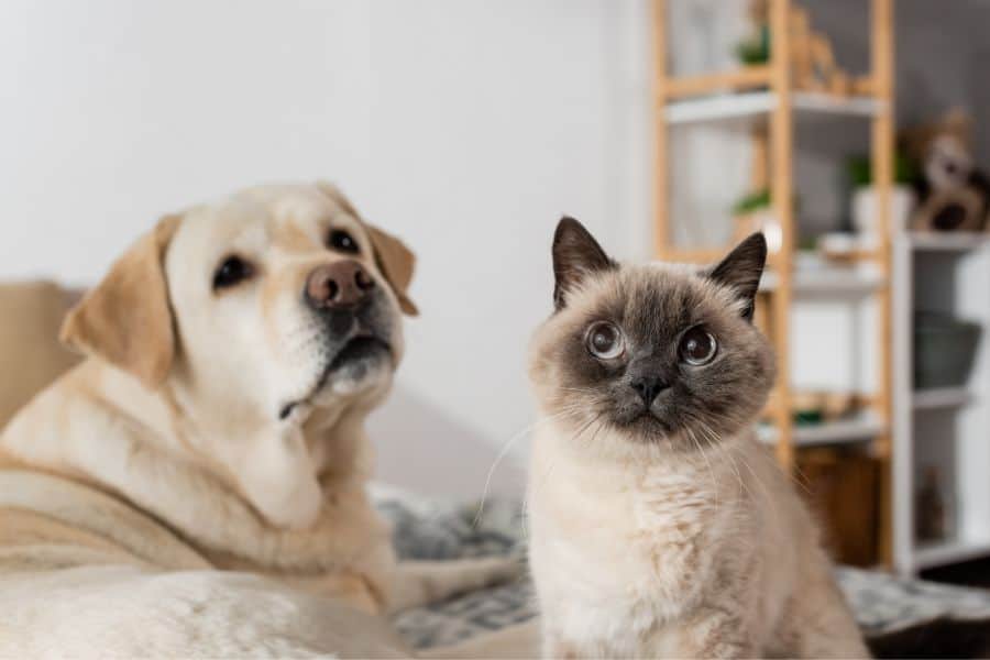 Diabetes in Dogs and Cats