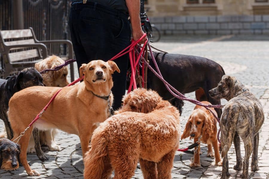 Dog Walker vs Doggie Daycare in Austin, Texas: Which Is Better for Your Pet?