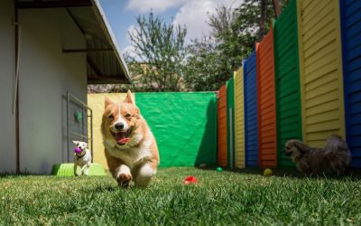 Dog Walker vs Doggie Daycare in Austin, Texas: Which Is Better for Your Pet?