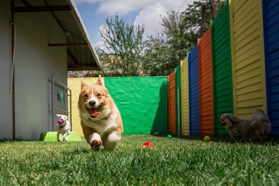 Dog Walker vs Doggie Daycare in Austin, Texas: Which Is Better for Your Pet?