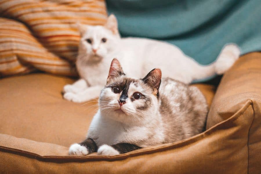 Is It Safe to Leave My Cat Alone for a Weekend, or Should I Hire a Pet Sitter?