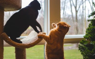 Is It Safe to Leave My Cat Alone for a Weekend, or Should I Hire a Pet Sitter?