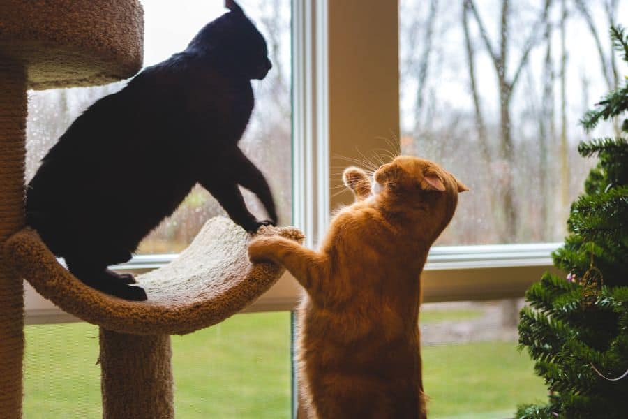 Is It Safe to Leave My Cat Alone for a Weekend, or Should I Hire a Pet Sitter?