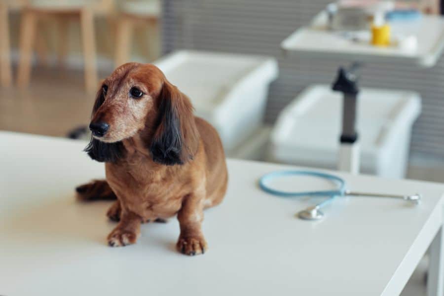 Thyroid Disorders in Pets