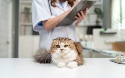 Thyroid Disorders in Pets