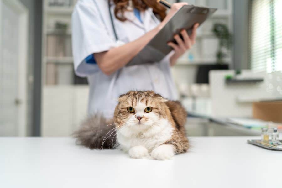 Thyroid Disorders in Pets