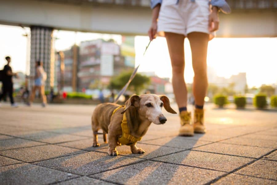 Best Times of Day to Walk a Dog in Austin During Summer