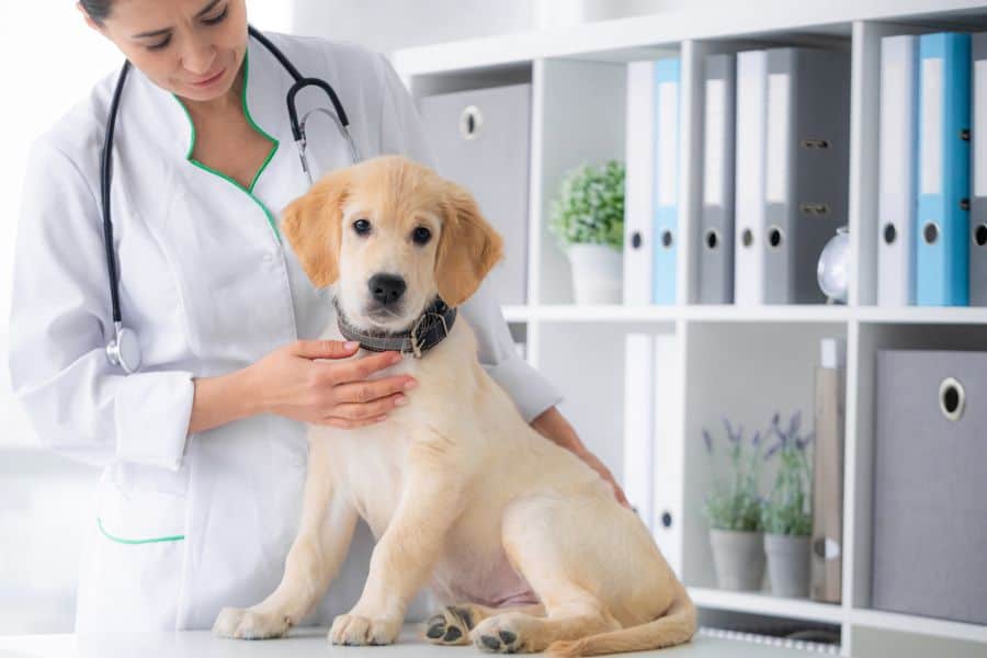 Why Year-Round Heartworm Prevention Matters for Dogs in Central Texas