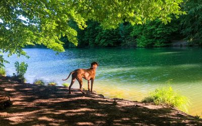 How Much Does a Dog Walker Cost in Austin?