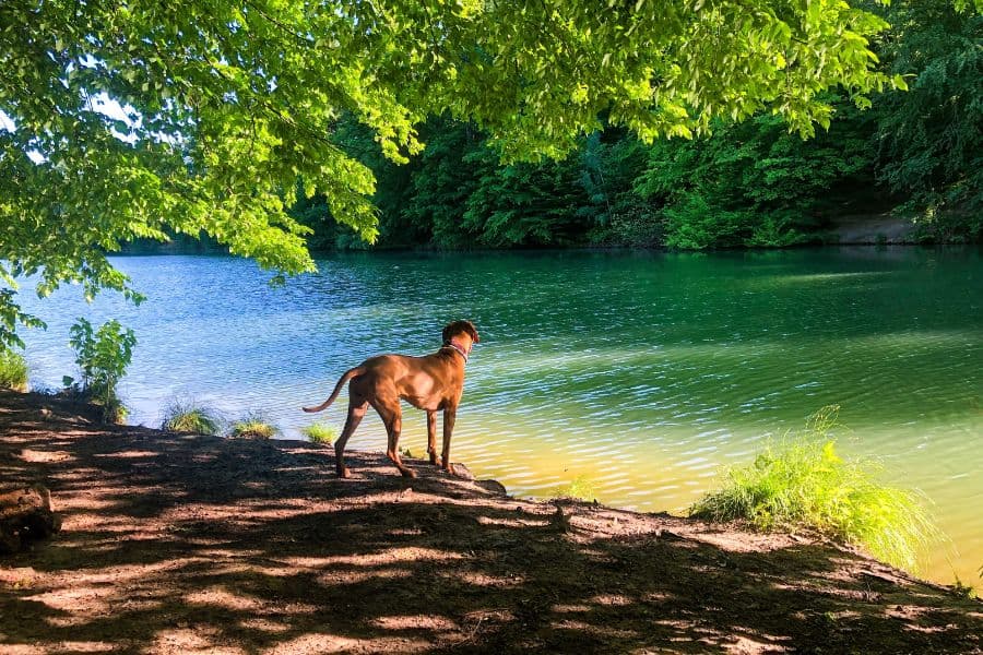 How Much Does a Dog Walker Cost in Austin?