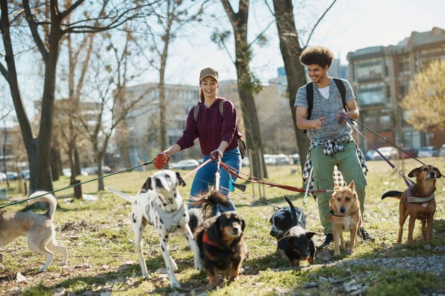 The Best Dog Walking Spots in and Around Austin, Texas