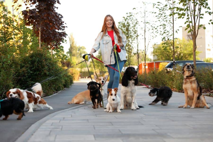 The Best Dog Walking Spots in and Around Austin, Texas